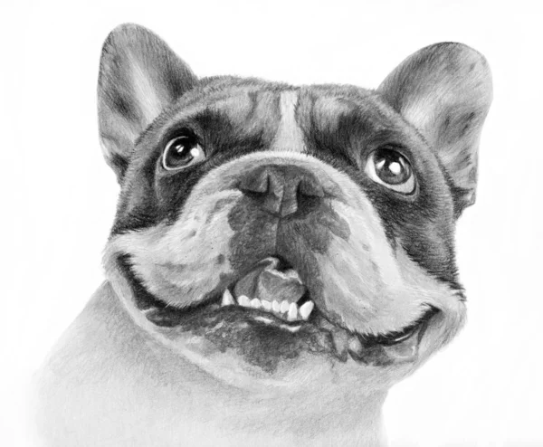 Retrato Monocromático Realista Feliz Bulldog Francês Desenho Desenhado Mão Cabeça — Fotografia de Stock