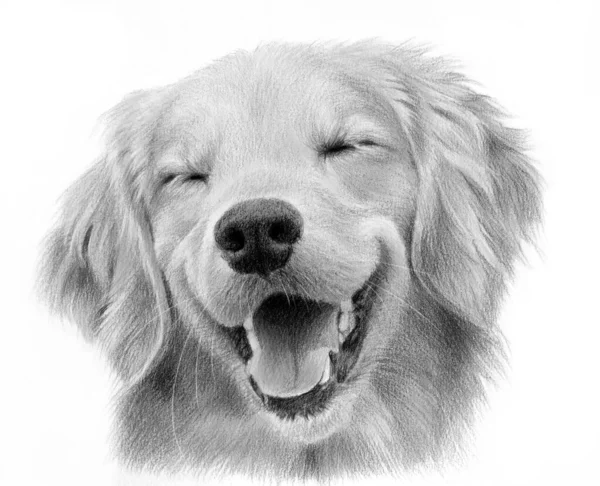 Retrato Monocromático Realista Feliz Labrador Retriever Desenho Desenhado Mão Cabeça — Fotografia de Stock