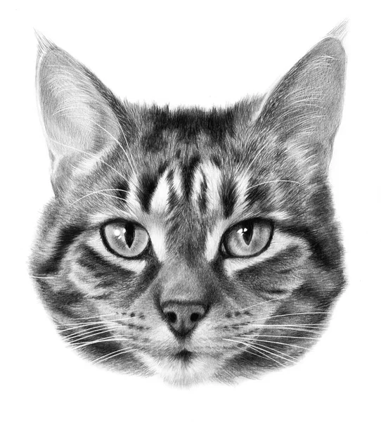 Detailed Realistic Monochrome Portrait Striped Gray Cat Cat Head Drawing — Stock Photo, Image