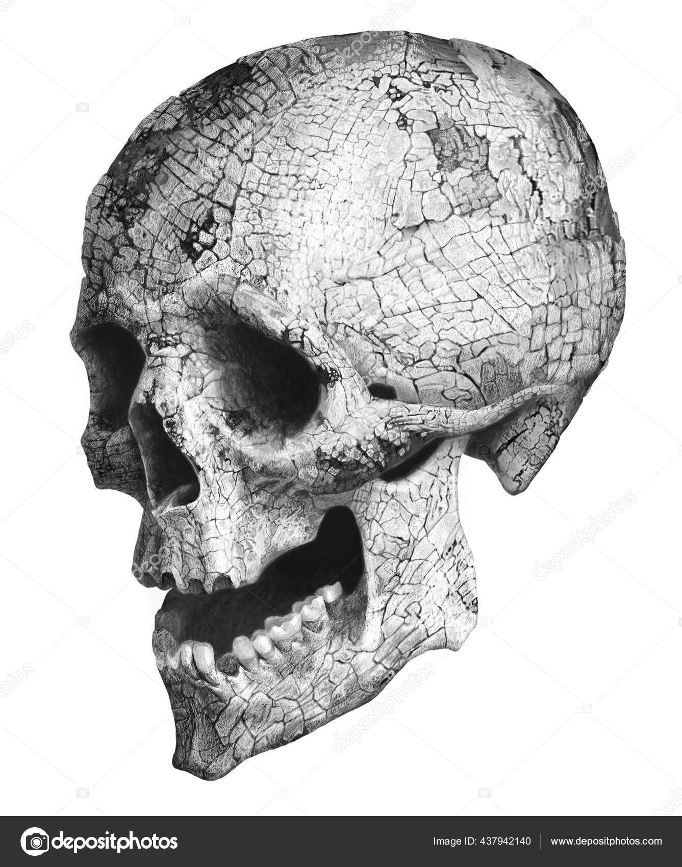Disegno Realistico Teschio Umano Illustrazione Monocromatica — Foto stock  di © FirsArt #437942140, image size:1337x1700