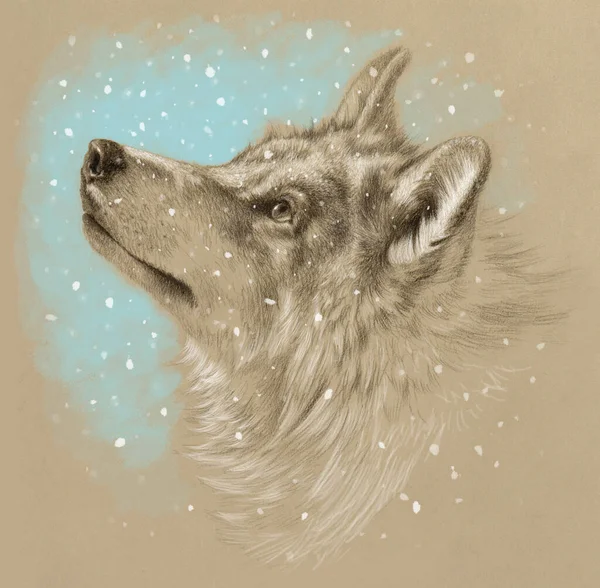 Realistic drawing of a wolf head. Winter with snow. Pencil drawing on tinted paper.