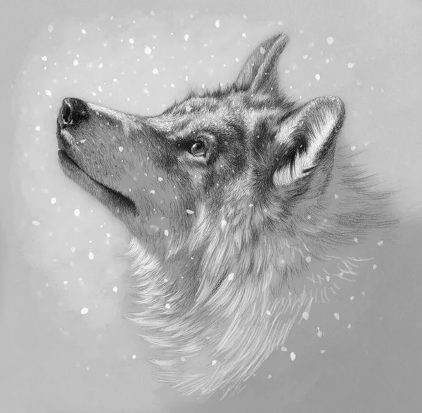 Dibujo Monocromático Realista Una Cabeza Lobo Dibujo Lápiz Sobre Papel — Foto de Stock