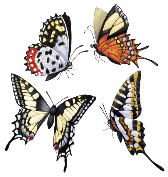 Pełno Motyli Wybór Kolorów Izolowane Białym Tle — Zdjęcie stockowe