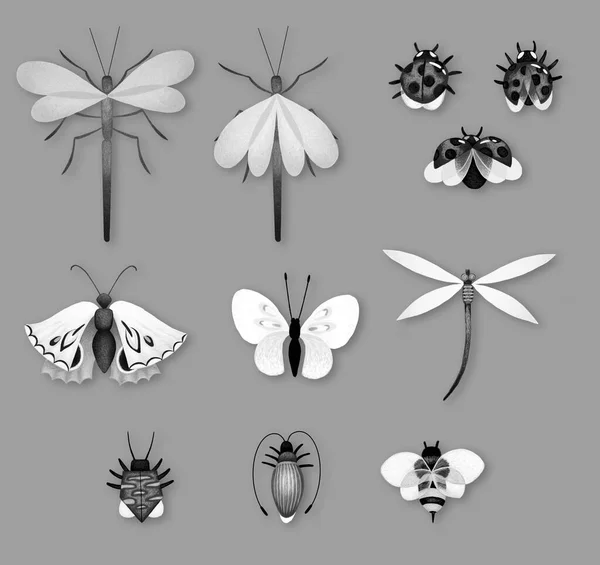 Set Insects Butterflies Dragonflies Ladybugs Beetles Bee Water Strider Monochrome — Stock Photo, Image