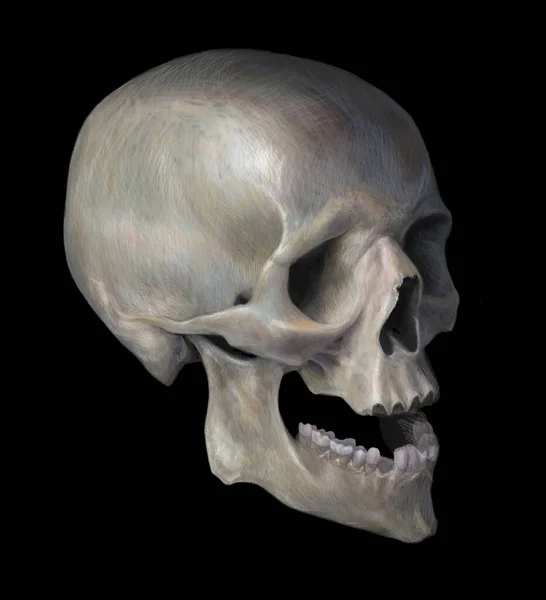 人間の頭蓋骨の現実的なデジタル図面 黒の背景に隔離されてる カラーイラスト — ストック写真