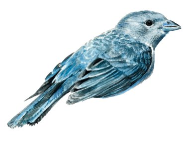 Beyaz arkaplanda küçük mavi kuş izole.
