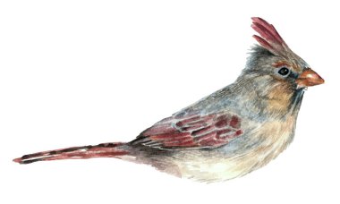 Beyaz arkaplanda izole edilmiş küçük gri kuş.