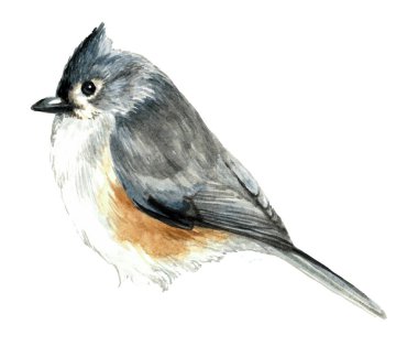Beyaz arka planda izole edilmiş küçük gri kuş. Suluboya gerçekçi illüstrasyon.