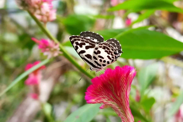 Castalius rosimon kelebeği doğal arka planda ibikli horoz tarağı çiçeğinde