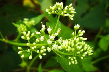 Mikania Mikrantha çiçeği doğal ortamda