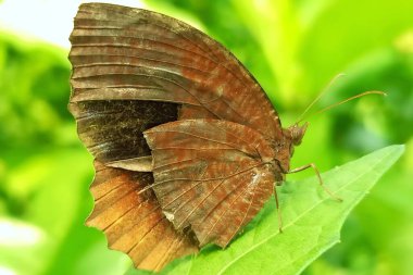 Yeşil yaprağın üzerinde kelebek