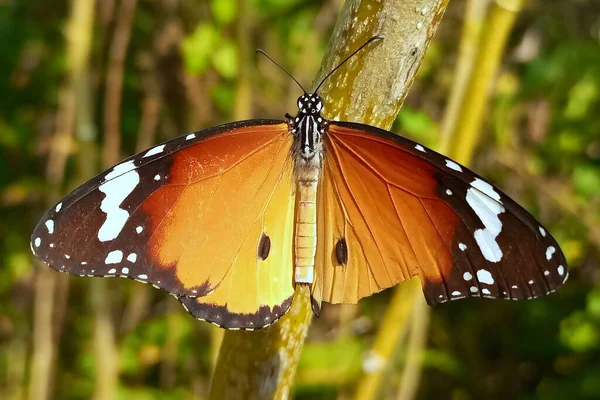 Bir ağaç dalına tünemiş sade kaplan kelebeği