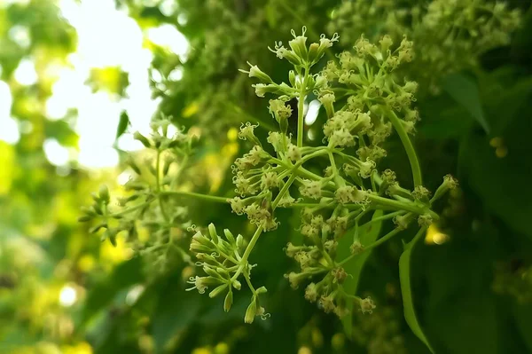 Mikania Mikrantha çiçeği doğal ortamda