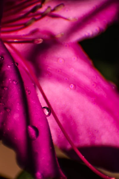 Purple flower drop — Stock Photo, Image