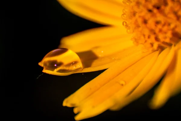 Daisy chuva amarela — Fotografia de Stock