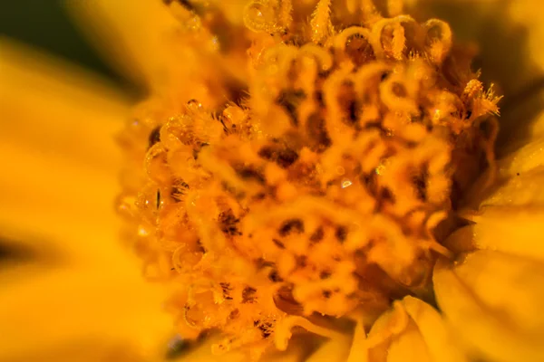 Çiçek sarı papatya