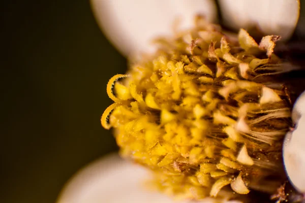 Pequena flor do campo — Fotografia de Stock