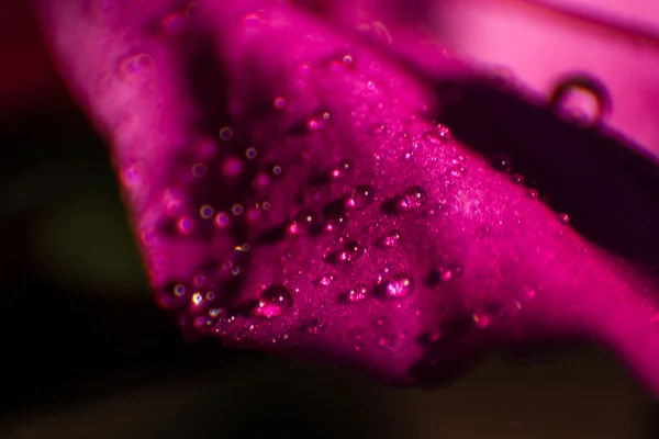 Folha de hibisco roxo — Fotografia de Stock