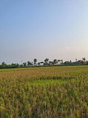 Uçsuz bucaksız mavi gökyüzünün altında uzak ağaçlarla altın tarla