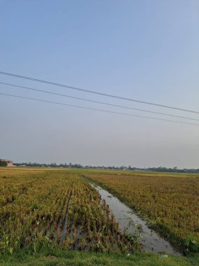 Uçsuz bucaksız mavi gökyüzünün altındaki altın alan.