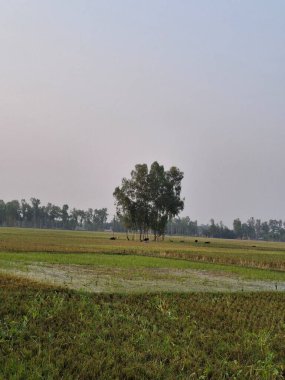 Uçsuz bucaksız yeşil bir tarlada, sisli bir gökyüzünün altında dimdik duran yalnız ağaç.