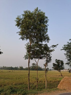 Uçsuz bucaksız yeşil bir tarlada, sisli bir gökyüzünün altında dimdik duran yalnız ağaç.