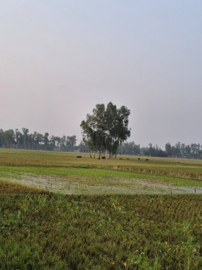 Uçsuz bucaksız yeşil bir tarlada, sisli bir gökyüzünün altında dimdik duran yalnız ağaç.