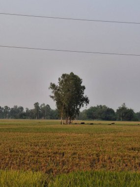 Göç eden kuşlarla dolu bir gökyüzünün altındaki geniş bir arazide tek başına duran ağaç.