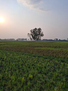 Uçsuz bucaksız yeşil bir alanda, yumuşak bir gökyüzünün altında tek başına duran ağaç.