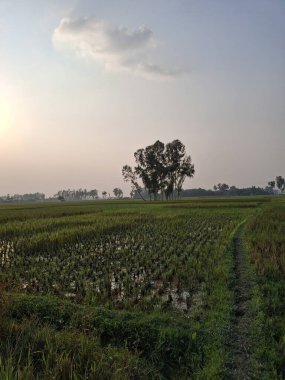 Uçsuz bucaksız yeşil bir alanda, yumuşak bir gökyüzünün altında tek başına duran ağaç.