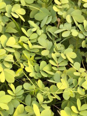 Taze Yeşil Yapraklar ve Oval Yapraklar Makro Vuruşu Yaptı