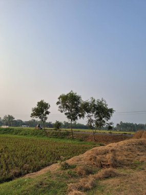 Berrak Mavi Gök Altındaki Ağaçlarla Sakin Kırsal Arazi - Sakin Taşra Fotoğrafı