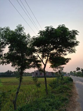 Elektrik Hatları Kırsal Görüntü Fotoğraflarıyla Günbatımına Karşı Ağaçların Silüetleri