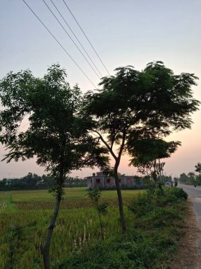 Elektrik Hatları Kırsal Görüntü Fotoğraflarıyla Günbatımına Karşı Ağaçların Silüetleri
