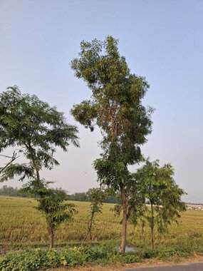 Açık Mavi Gök Altında Güneş Işığı Altında Ayakta Duran İki Ağaç - Kırsal Manzara Fotoğrafı