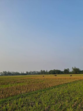 Açık mavi gökyüzünün altında geniş bir tarım alanı