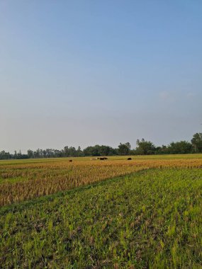 Açık mavi gökyüzünün altında geniş bir tarım alanı