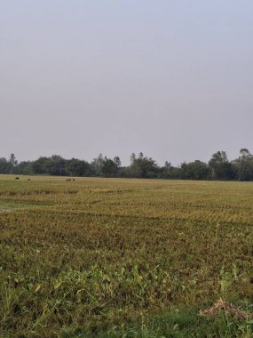 Geniş Tarım Alanı Bulutlu Gök Altında Huzurlu Kırsal Görüntü Fotoğrafçılığı