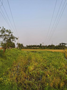 Yüksek Voltaj Altında Geniş Tarım Alanı Kırsal Görüntü Fotoğrafçılığı