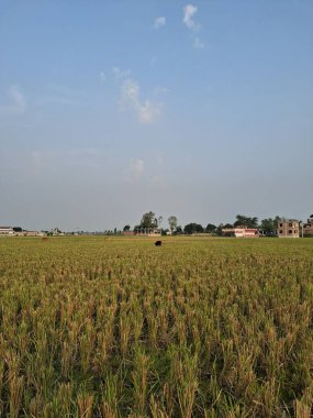 Geniş Altın Buğday Sahası Açık Mavi Gökyüzü Serin Kırsal Görüntü Fotoğrafçılığı