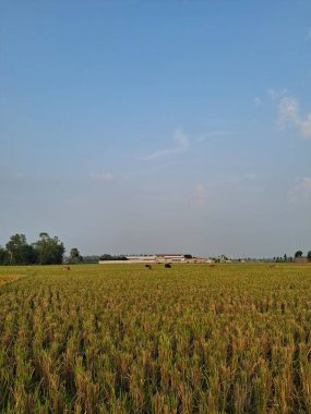 Geniş Altın Buğday Sahası Açık Mavi Gökyüzü Serin Kırsal Görüntü Fotoğrafçılığı