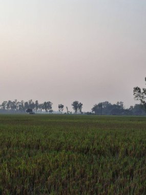 Geniş Yeşil Tarım Alanı Belirsiz Gökyüzü Altında Uzak Ağaçlar Serene Kırsal Görüntü Fotoğrafçılığı