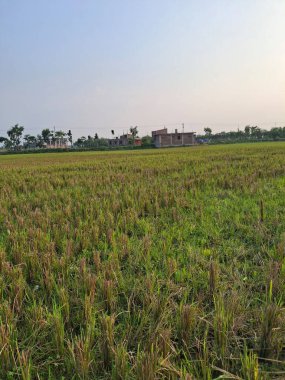 Açık Mavi Gökyüzü Altında Geniş Yeşil Alan Serin Kırsal Görüntü Fotoğrafçılığı