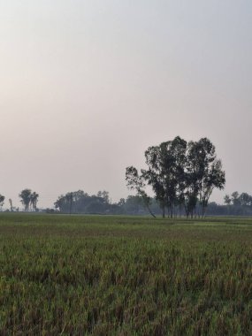 Geniş Yeşil Arazi Uzakta Ağaçlar Serin Kırsal Görüntü Fotoğrafları