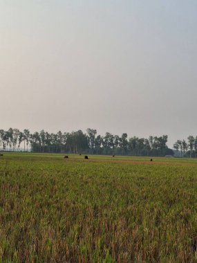 Geniş Yeşil Arazi Uzakta Ağaçlar Serin Kırsal Görüntü Fotoğrafları