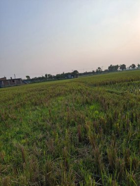 Geniş Açık Alan Temiz Gök Işığı Altında Gün Işığı Fotoğrafçılığı