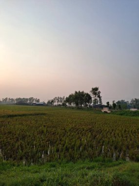 Dusk Serene Akşam Fotoğrafları 'nda Yumuşak Gökyüzü Altında Uçsuz bucaksız Kırsal Manzara