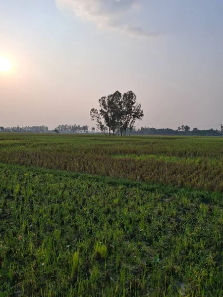 Uçsuz bucaksız yeşil bir alanda, yumuşak bir gökyüzünün altında tek başına duran ağaç.