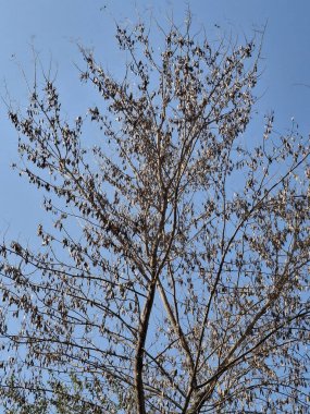 Canlı, bulutsuz mavi gökyüzüne karşı kurulmuş, birkaç yapraklı çıplak ağaç dallarının yakın görüntüsü.