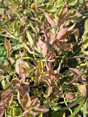 A soft focus close-up captures variegated foliage with a mix of green, reddish-brown, and cream colors
